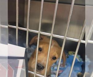 Mutt Dogs for adoption in Oklahoma City, OK, USA
