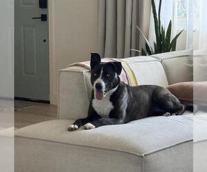 Mutt Dogs for adoption in Chula Vista, CA, USA