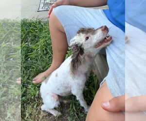 Poodle (Miniature) Dogs for adoption in Harrison, AR, USA