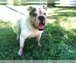 Bulldog Dogs for adoption in Morton Grove, IL, USA