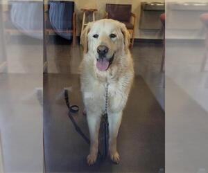 Golden Pyrenees Dogs for adoption in Clinton, OK, USA