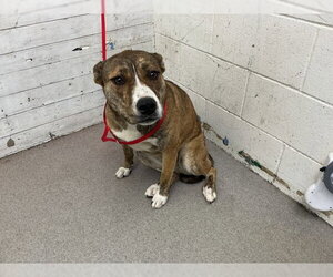 Akita-Unknown Mix Dogs for adoption in San Bernardino, CA, USA