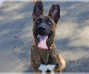 Mutt Dogs for adoption in Martinez, CA, USA