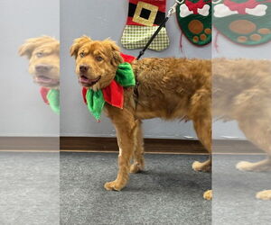 Australian Retriever Dogs for adoption in Batavia, NY, USA