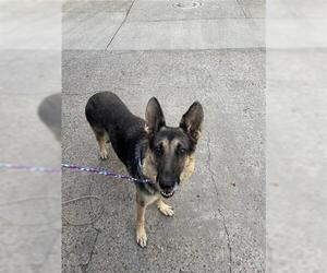 German Shepherd Dog Dogs for adoption in Houston, TX, USA