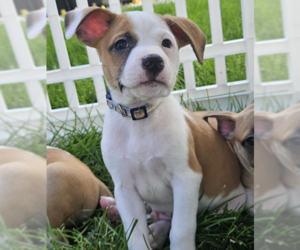 Mutt Dogs for adoption in Brooklyn Center, MN, USA