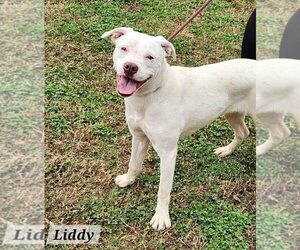 American Staffordshire Terrier-Unknown Mix Dogs for adoption in Wenonah, NJ, USA