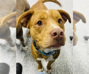 American Pit Bull Terrier-Unknown Mix Dogs for adoption in Westminster, MD, USA