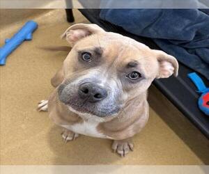 American Pit Bull Terrier Dogs for adoption in Derwood, MD, USA