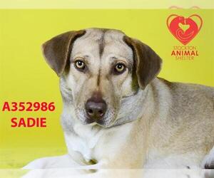 Labrador Retriever Dogs for adoption in Stockton, CA, USA