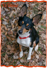 Rat Terrier Dogs for adoption in Griffin, GA, USA