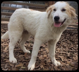 Labrenees Dogs for adoption in Spring, TX, USA