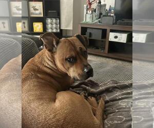 American Pit Bull Terrier-Unknown Mix Dogs for adoption in Incline Village, NV, USA