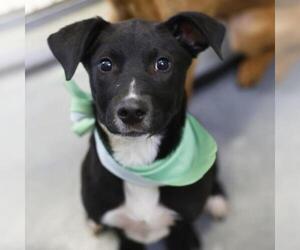 Border Collie-Unknown Mix Dogs for adoption in San Antonio, TX, USA