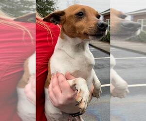 Rat Terrier Dogs for adoption in Pembroke, GA, USA