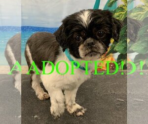 Shih Tzu Dogs for adoption in Westminster, MD, USA