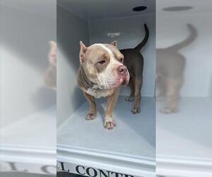 Mutt Dogs for adoption in Houston, TX, USA