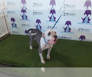 American Pit Bull Terrier Dogs for adoption in Orlando, FL, USA