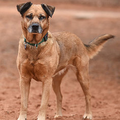 Medium Photo #1 German Shepherd Dog Puppy For Sale in Kanab, UT, USA