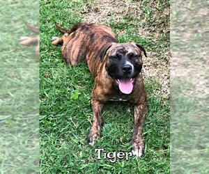 Bulloxer Dogs for adoption in Denison, TX, USA