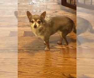 Chihuahua Dogs for adoption in Tenafly, NJ, USA