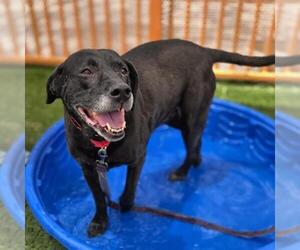 Labrador Retriever-Unknown Mix Dogs for adoption in Las Vegas, NV, USA