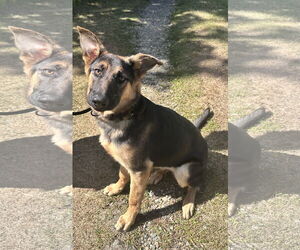 German Shepherd Dog-Unknown Mix Dogs for adoption in Sterling, MA, USA