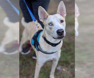 Shepradors Dogs for adoption in Belleville, MI, USA