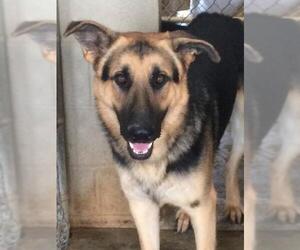 German Shepherd Dog Dogs for adoption in Amarillo, TX, USA
