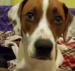 Pointer Dogs for adoption in Wheaton, IL, USA