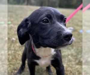 Mutt Dogs for adoption in Yardley, PA, USA