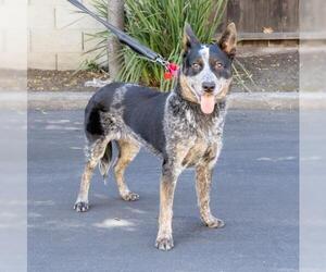 Mutt Dogs for adoption in Palo Alto, CA, USA