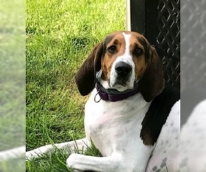 English Foxhound Dogs for adoption in Point Pleasant, PA, USA