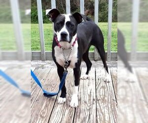 Border Collie-Unknown Mix Dogs for adoption in White Bluff, TN, USA