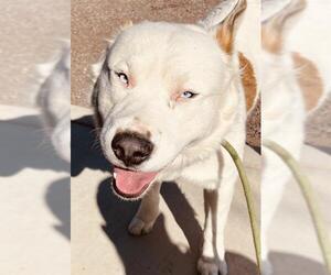 Huskies -Labrador Retriever Mix Dogs for adoption in Globe, AZ, USA