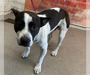 Rat Terrier-Unknown Mix Dogs for adoption in San Bernardino, CA, USA