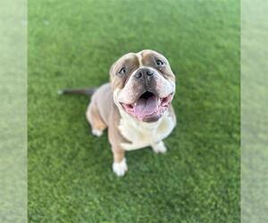 American Pit Bull Terrier-Unknown Mix Dogs for adoption in Chula Vista, CA, USA