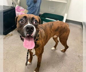 Boxer Dogs for adoption in Berkeley , CA, USA