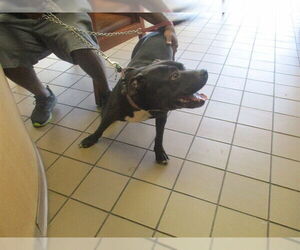 American Pit Bull Terrier Dogs for adoption in Ocala, FL, USA