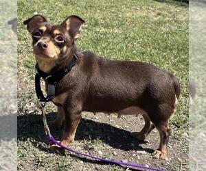 Chihuahua Dogs for adoption in San Antonio, TX, USA