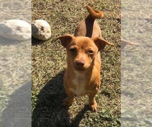 Chipin Dogs for adoption in Los Banos, CA, USA
