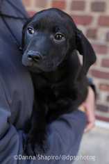 Medium Photo #1 Labrador Retriever Puppy For Sale in Woodside, NY, USA