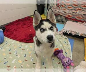 Siberian Husky Dogs for adoption in Fort Wayne, IN, USA