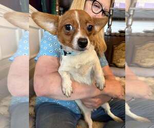 Chihuahua-Unknown Mix Dogs for adoption in Holly Springs, NC, USA