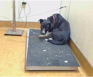 Mutt Dogs for adoption in Sacramento, CA, USA