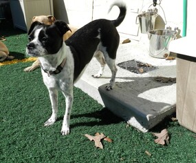 Shiranian Dogs for adoption in Temple, GA, USA