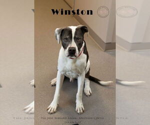 Bullboxer Pit Dogs for adoption in La Porte, IN, USA