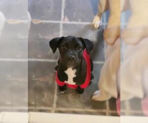 Boxador Dogs for adoption in Catasauqua, PA, USA