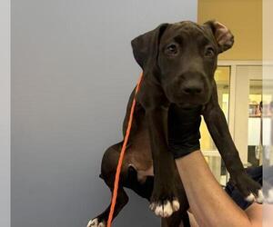 Labrador Retriever-Unknown Mix Dogs for adoption in Orange, CA, USA