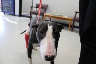 Bull Terrier Dogs for adoption in New York, NY, USA